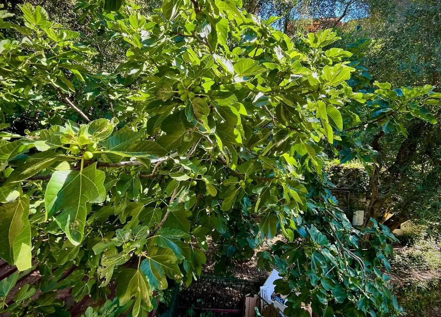 Casa Olive 53 Monte Villa La Spezia 0*,  Italien